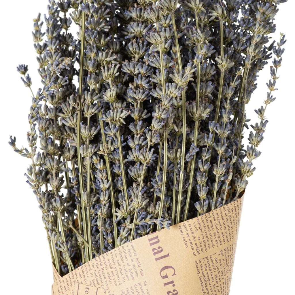 Dried lavender Bunch - Dried Flowers