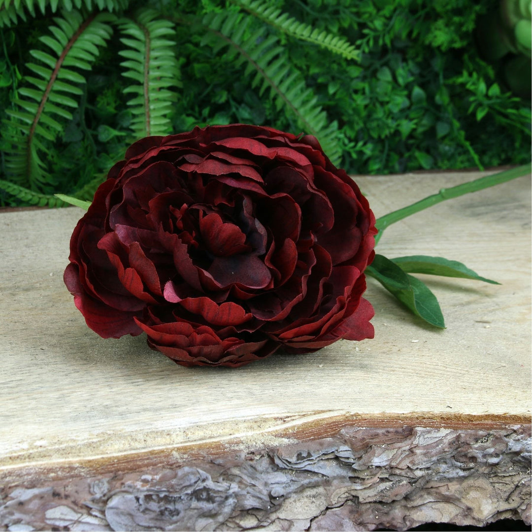 Glamis Single Peony Dark Red (62cm) X3 Stems