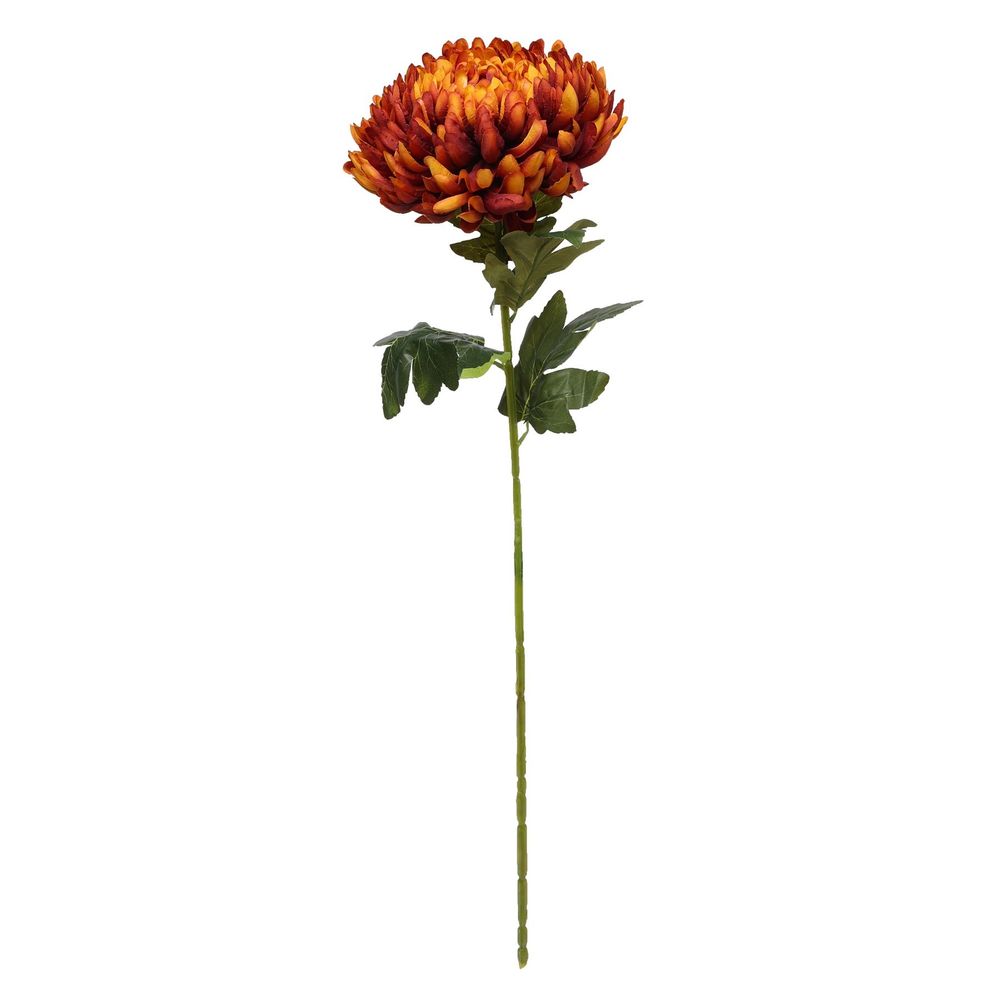 Chrysanthemum Dark Orange