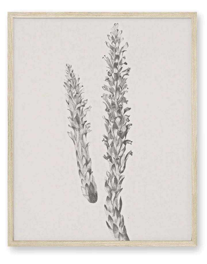 Simple Vintage Botanical Stem Print