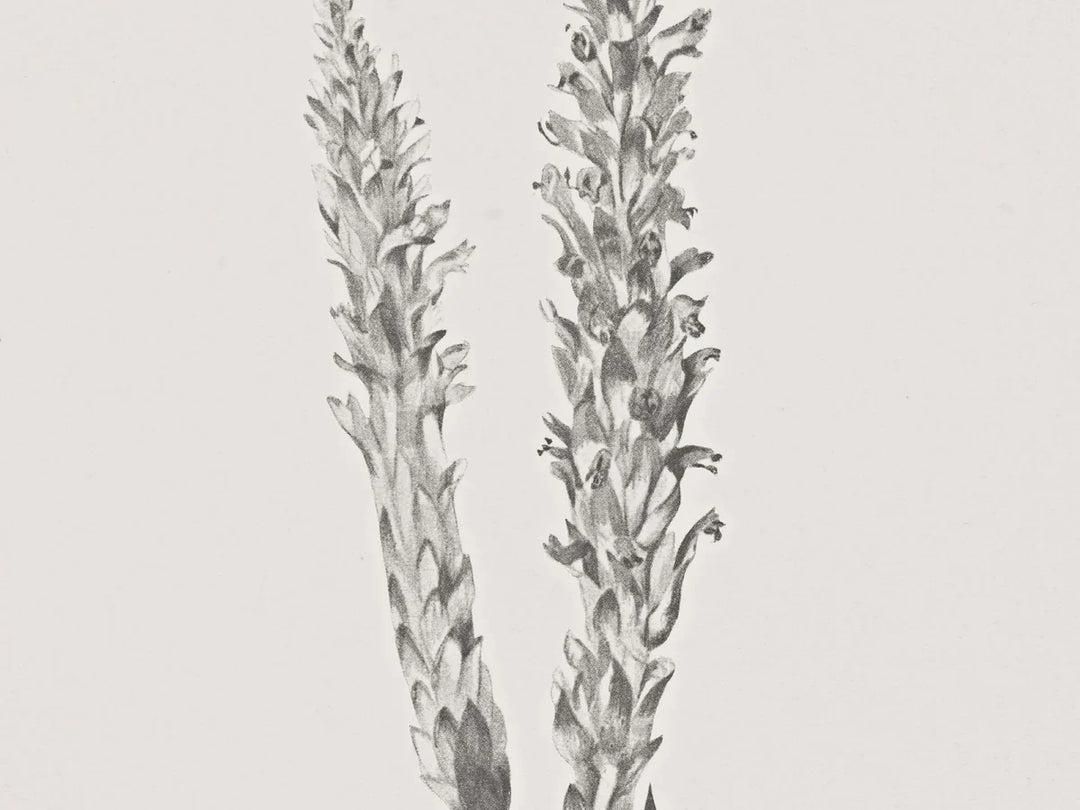 Simple Vintage Botanical Stem Print