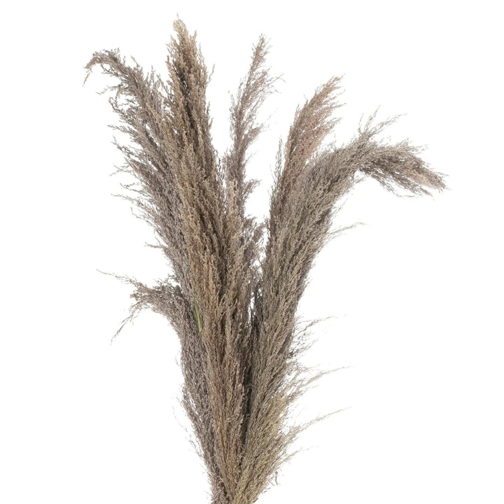 Natural Pampas Grass Stem | 120cm