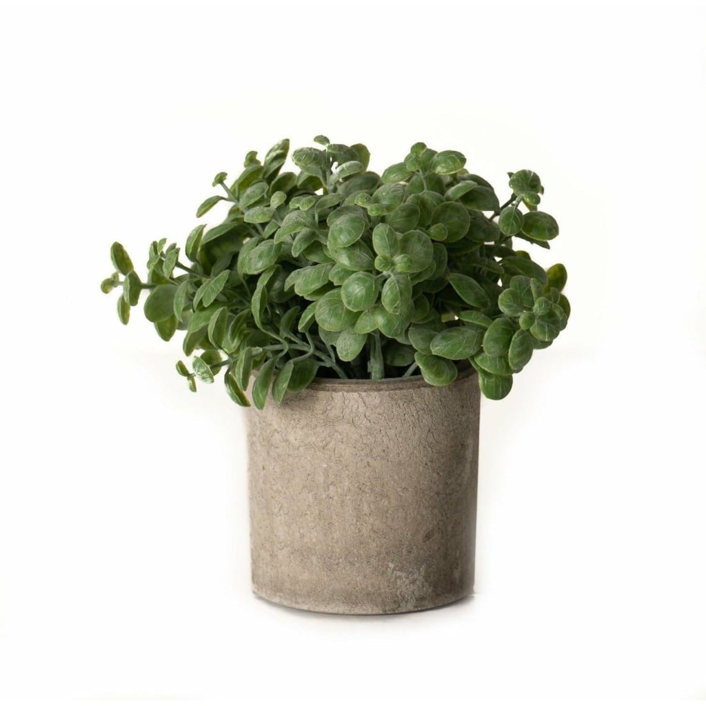 Basil Plant In Stone Effect Pot - Home Pieces