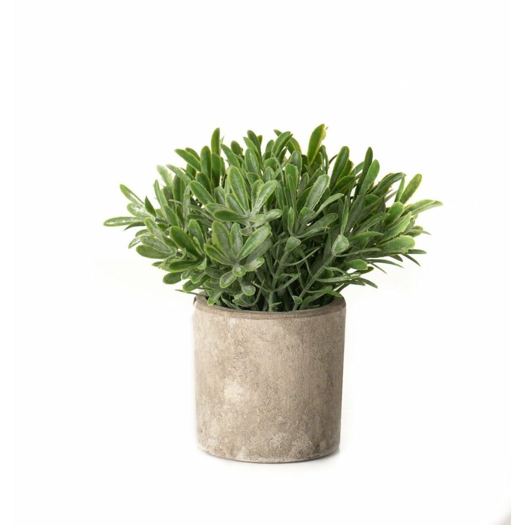 Buxus Plant In Stone Effect Pot - Home Pieces