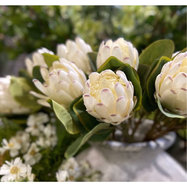 Closed Protea x 3 stems/White 67cm - Accessories