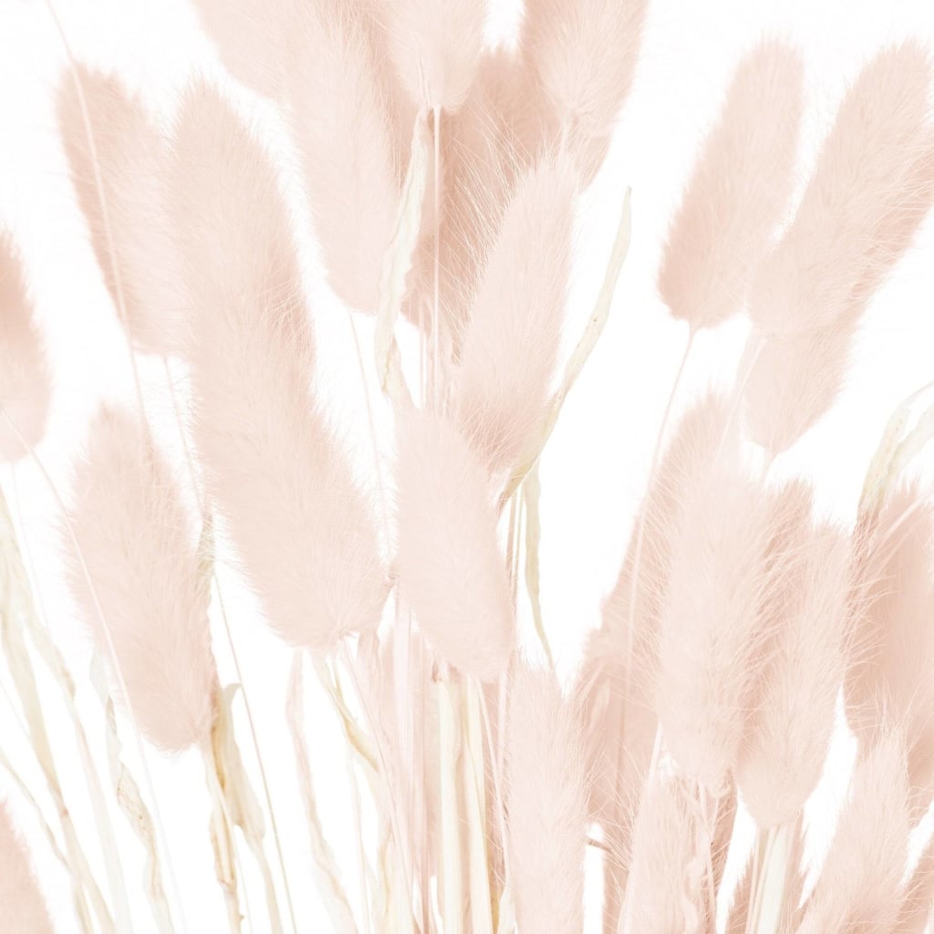 Dried Pale Pink Bunny Tail Bunch Of 40 - Dried Flowers