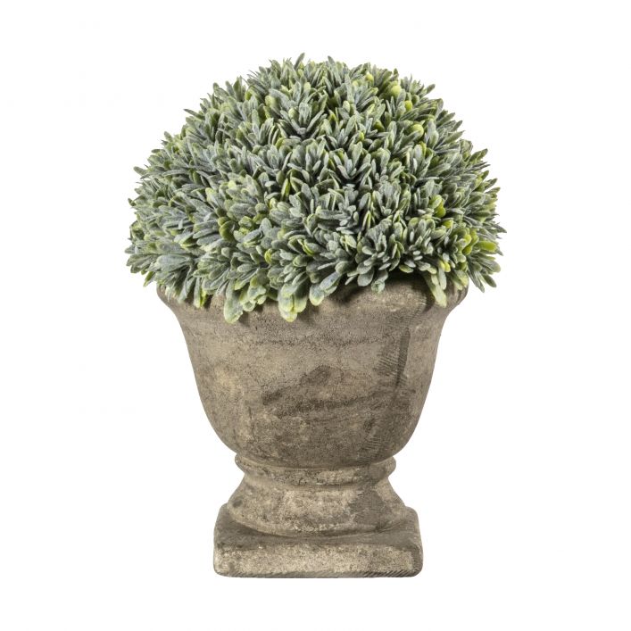 Potted Mini Topiary Plant