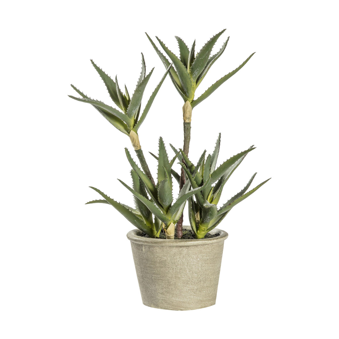 Potted Aloe | 38cm