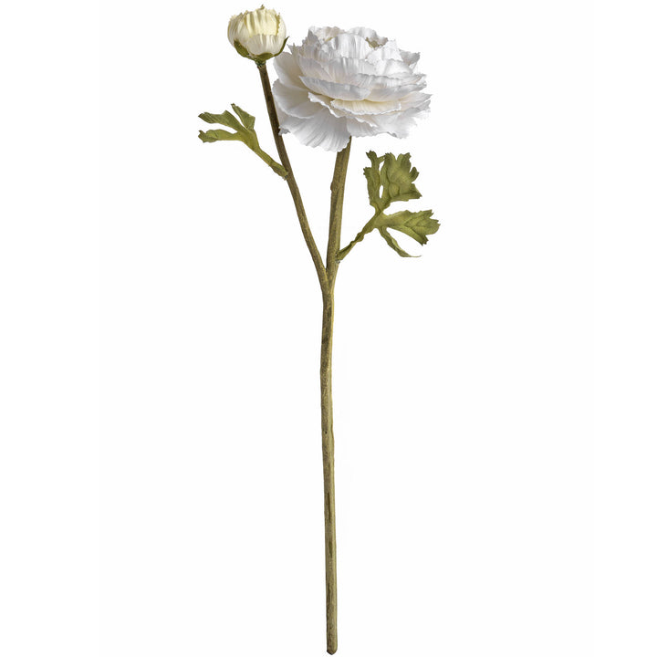 White Ranunculus Stem