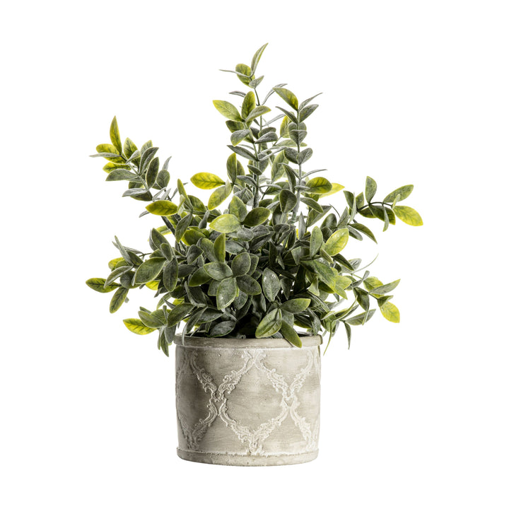 Sage with Patterned Pot