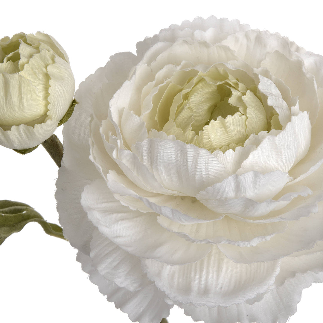 White Ranunculus Bouquet x 3