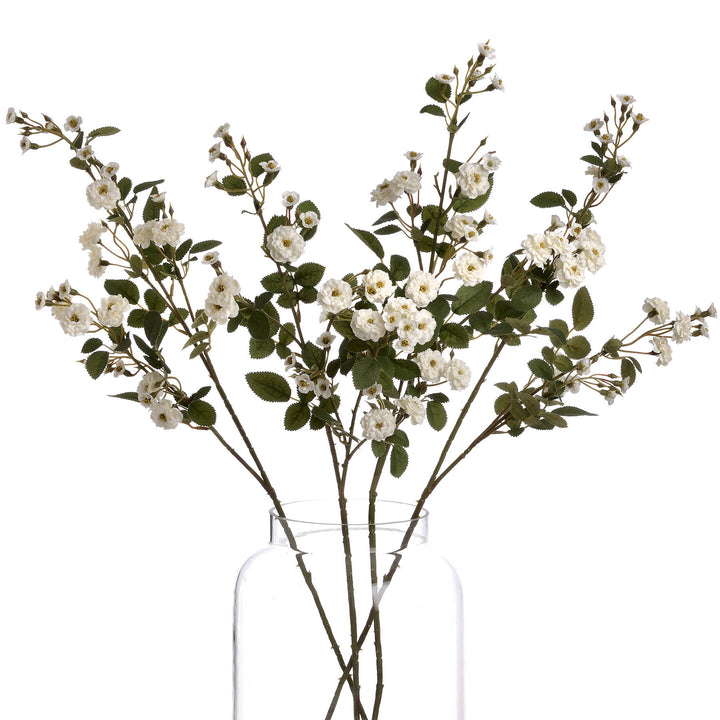 White Wild Meadow Rose x 3