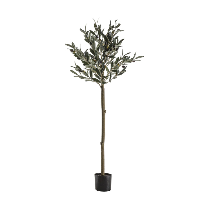 Olive Tree | Medium 1.2m