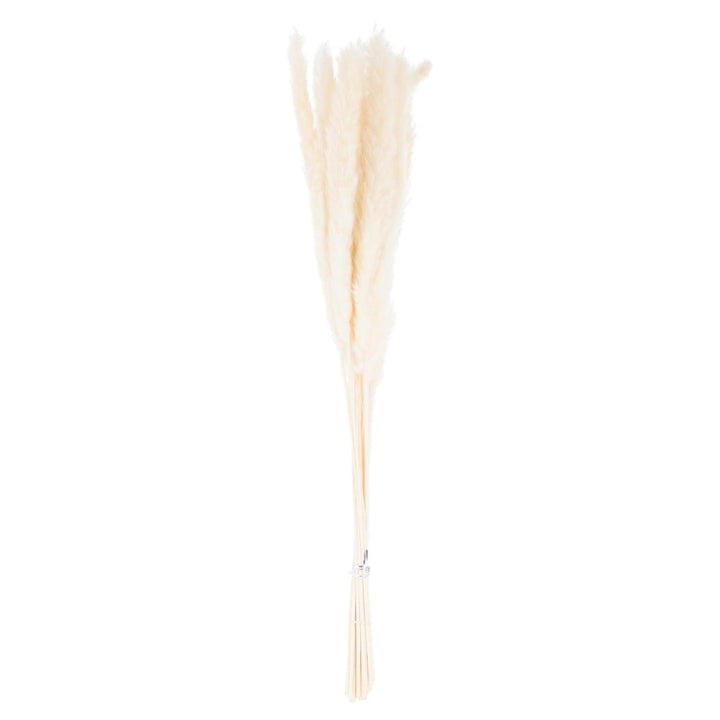 Mini White Pampas Grass Bunch Of 15 - Home Pieces