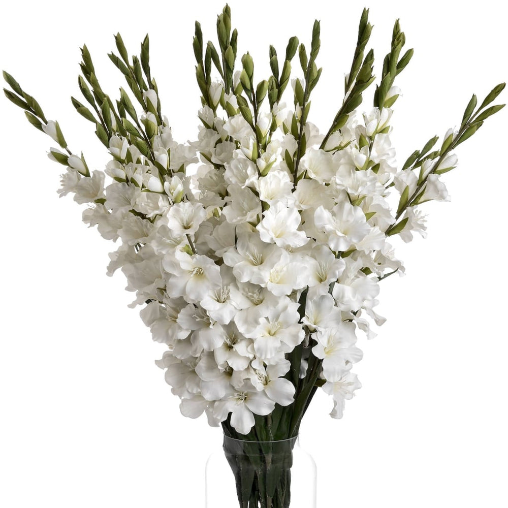 White Gladioli bunch of 6 | 108cm